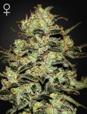 Moby Dick - Green House Seeds 5 semillas