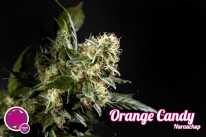 Orange Candy / Naranchup