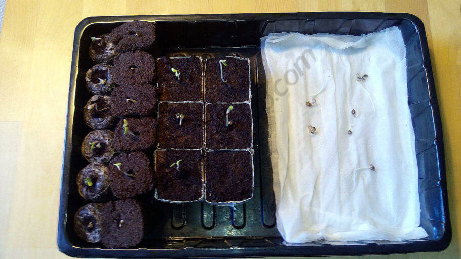 Resultado de la germinación tras 3 días Resultado de la germinación tras 3 días