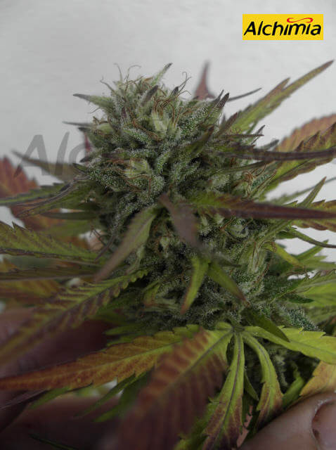 Ripe marijuana plant, ready to harvest