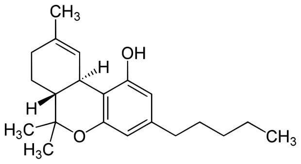 Um Guia Completo Sobre o Sistema Endocanabinoide - Royal Queen Seeds