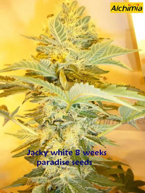 Jacky White