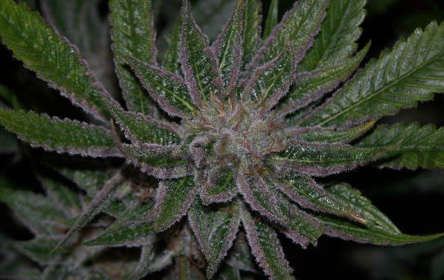 marihuanaindica11