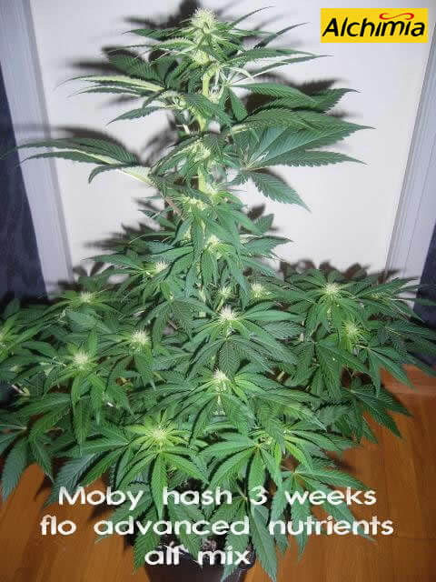 Moby Hash 3 semanas