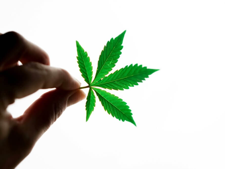Las hojas del cannabis Indica suelen presentar foliolos anchos y más cortos que las Sativas