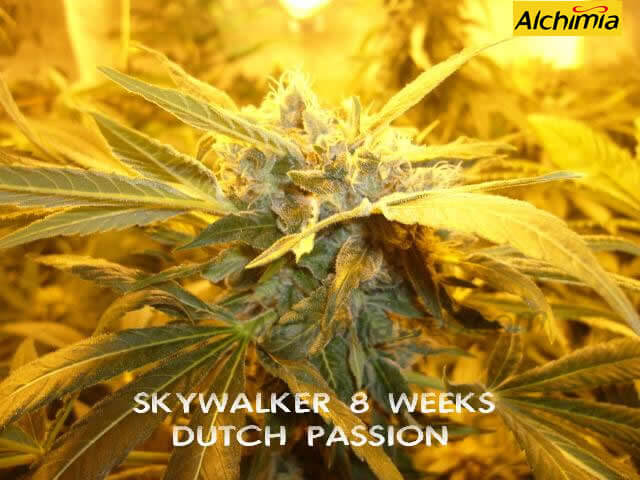 Skywalker