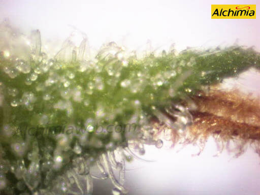 Cuando cortar las plantas de marihuana?