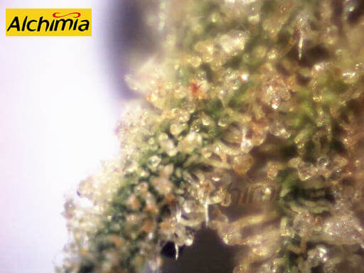 Cannabis trichomes turning amber