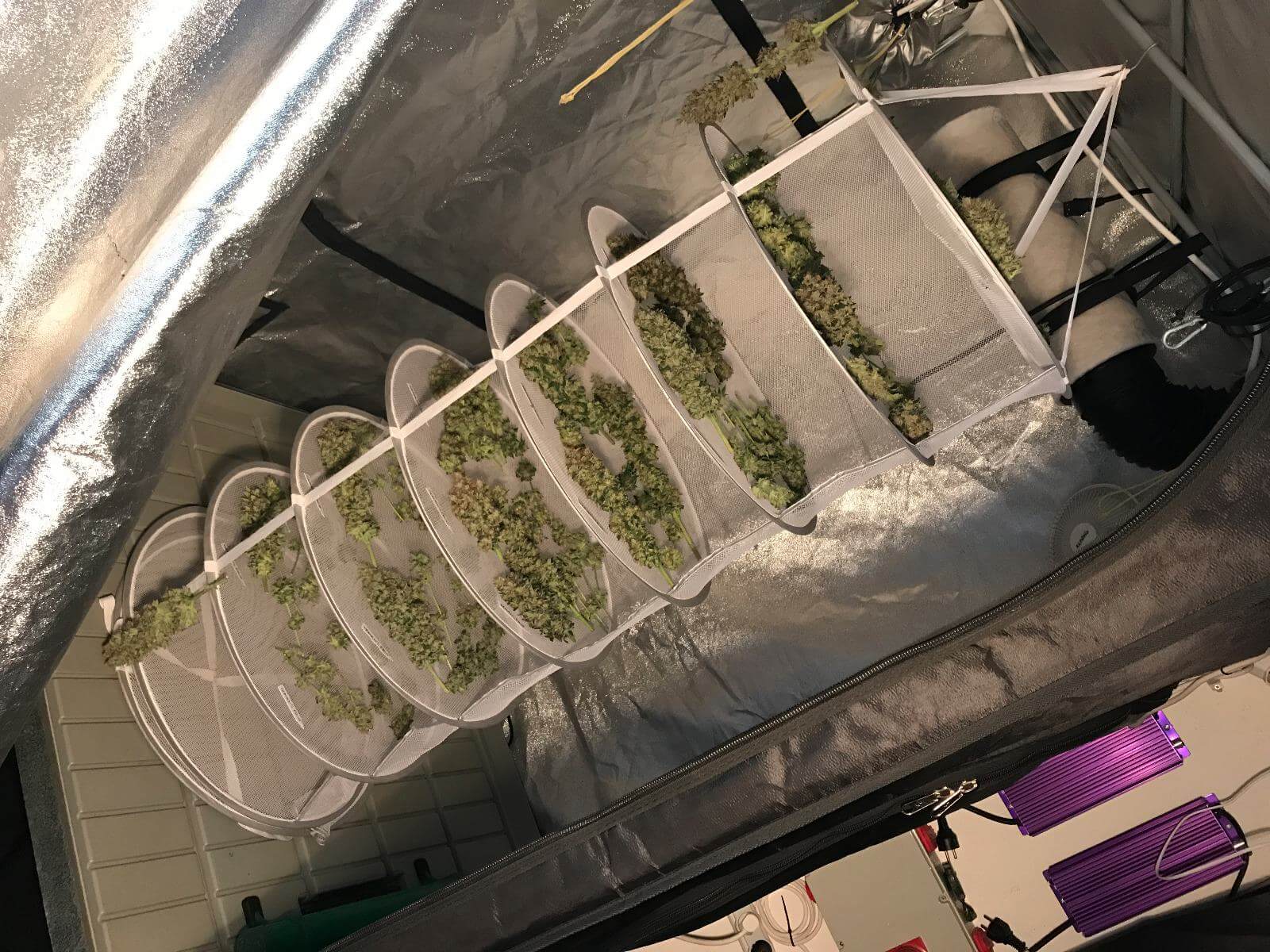 Secado manicurado de marihuana- Alchimia Grow
