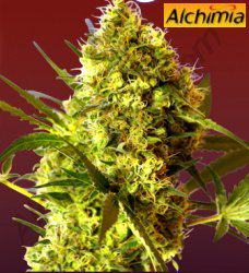 Big Devil, novedad autofloreciente de Sweet Seeds