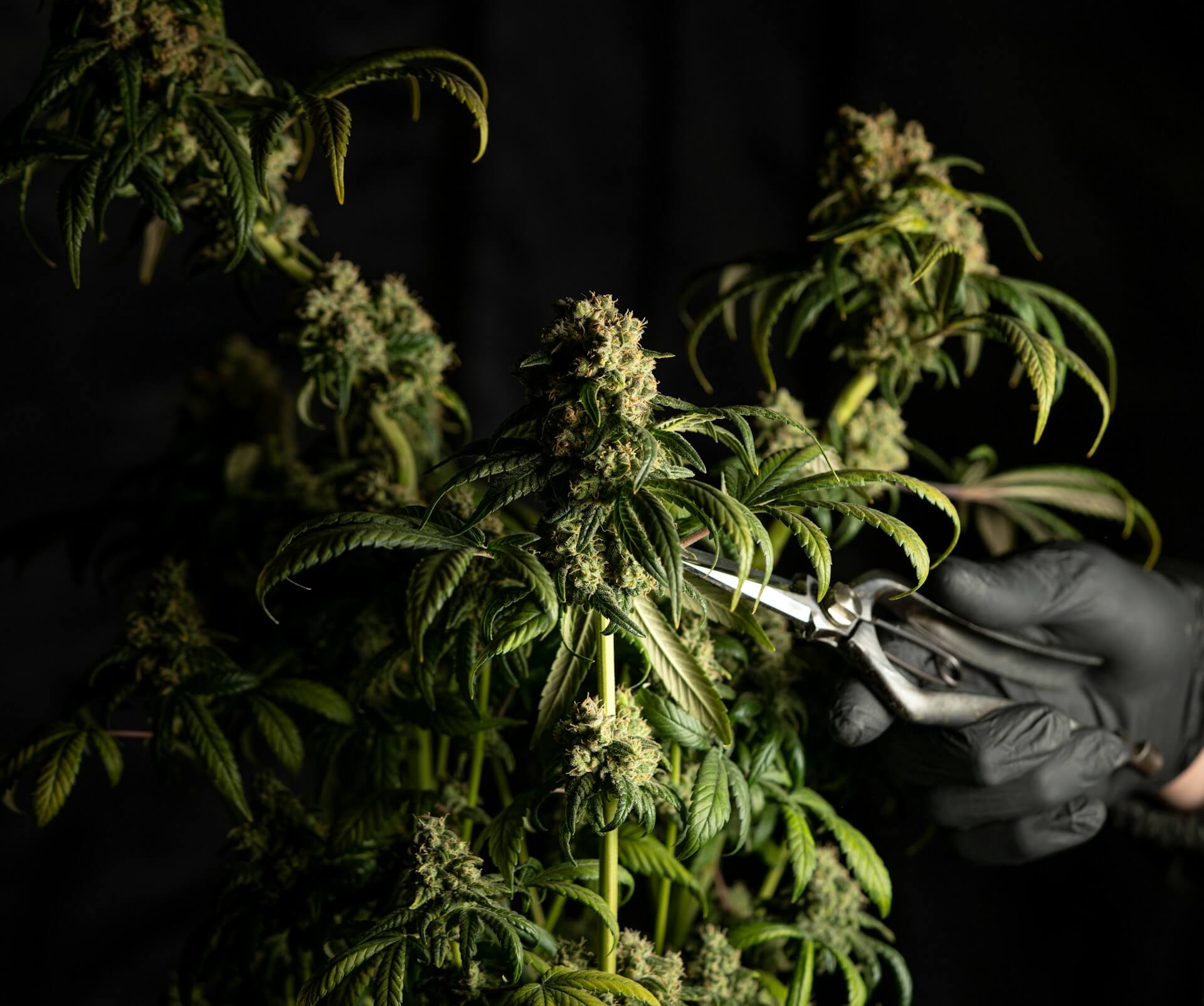 Cuando cortar las plantas de marihuana?