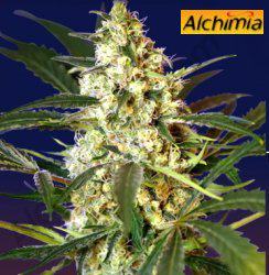 Fat Bud, novedad autofloreciente de Sweet Seeds