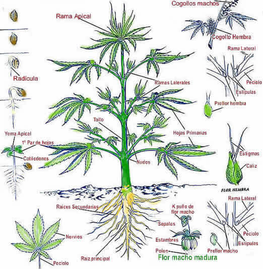ficha-botanica-cannabis2