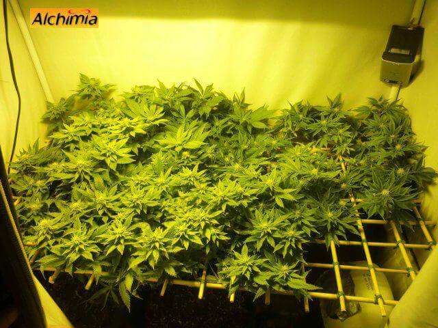 Cannabis plants flowering in a SCROG setup