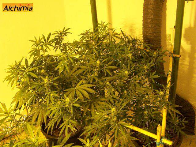 Mostly Sativa plants easily cover all the available space