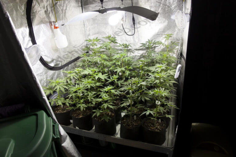 Armarios de cultivo de cannabis
