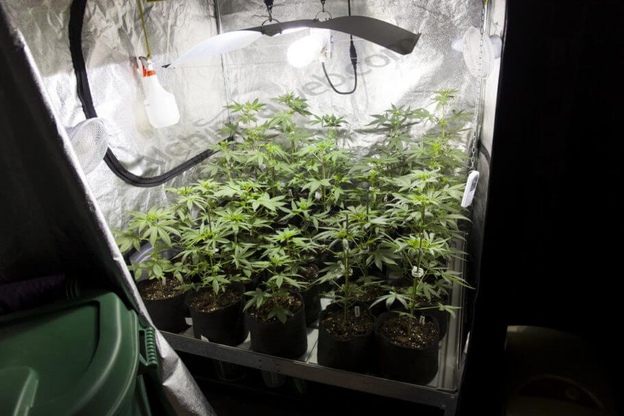 Cannabis creciendo en un armario de cultivo