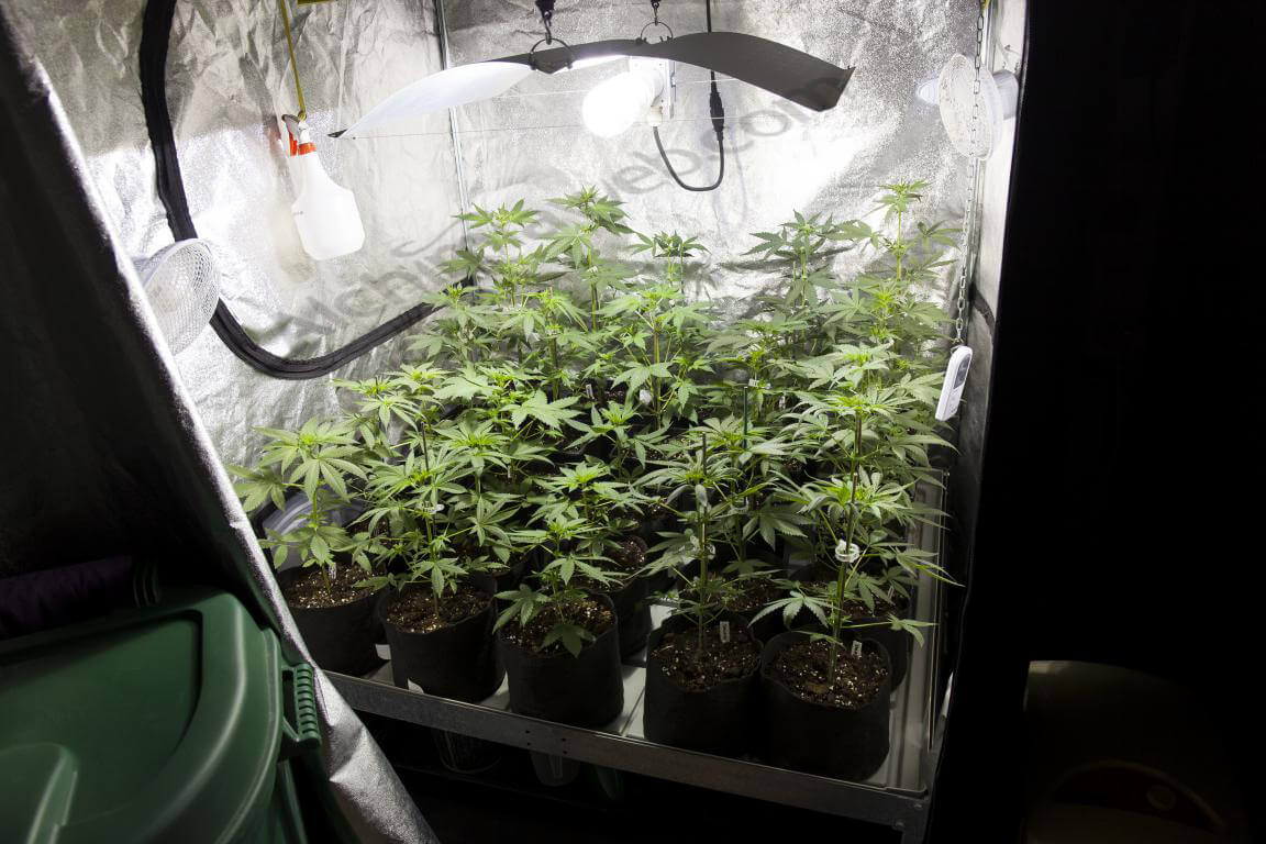 armarios-cultivo-cannabis
