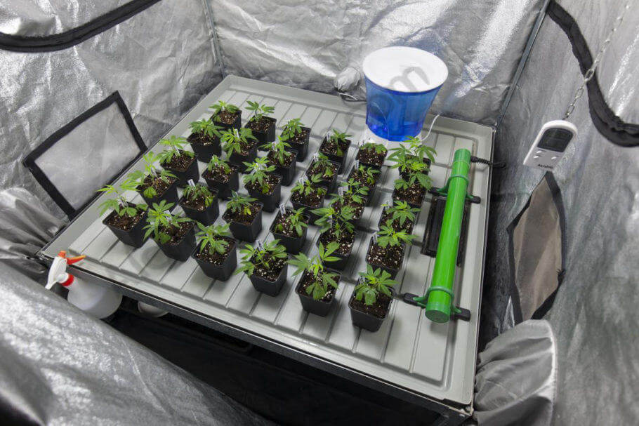 Inútil escolta Atlético Cultivo de marihuana en armarios de cultivo- Alchimia Grow Shop