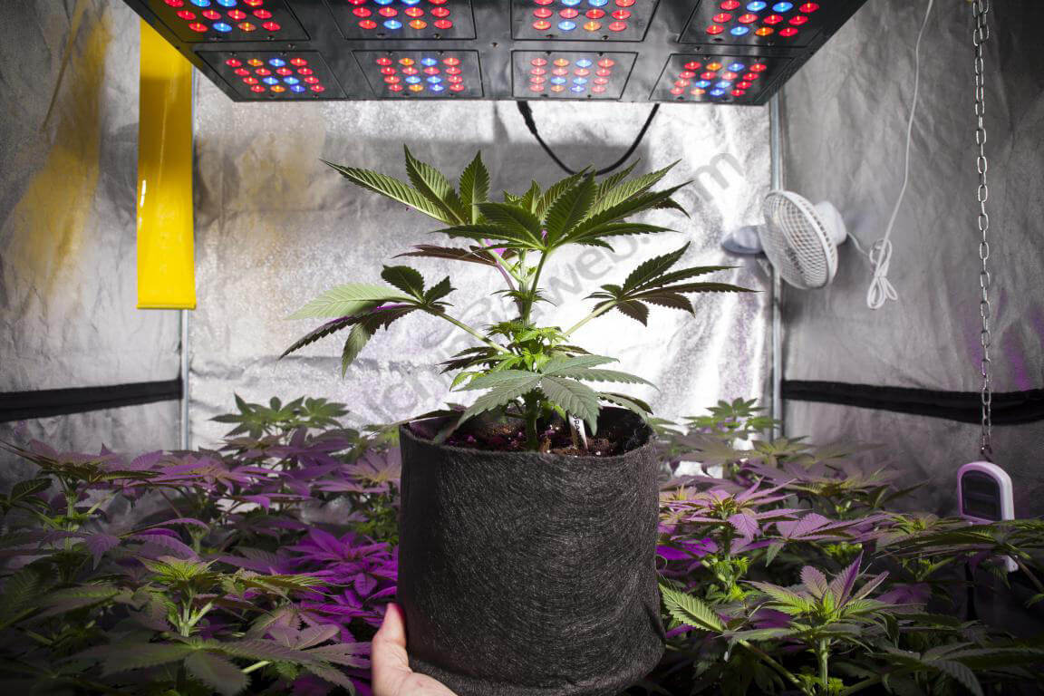 Cultivo de marihuana en armarios de cultivo