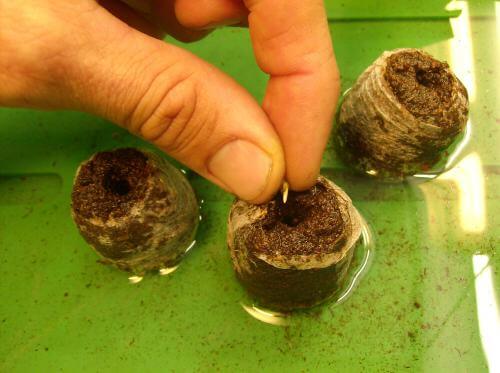 Germinar semillas de marihuana para cultivos hidropónicos y aeropónicos