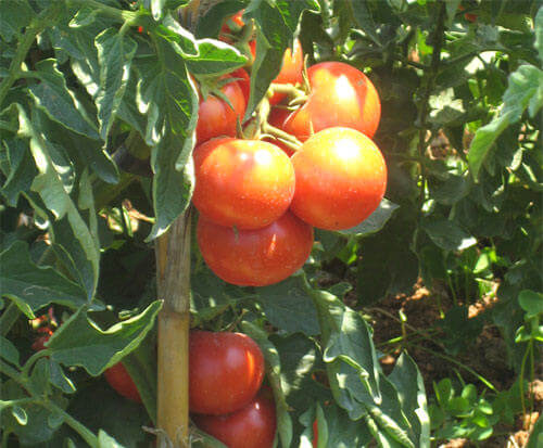 Tomates que producen marihuana