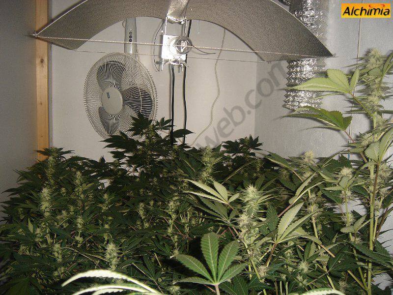 Plantas de African Free en cultivo interior de marihuana