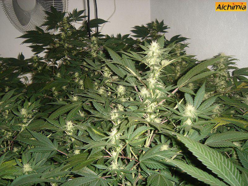 Variedades de cannabis African Free en cultivo interior