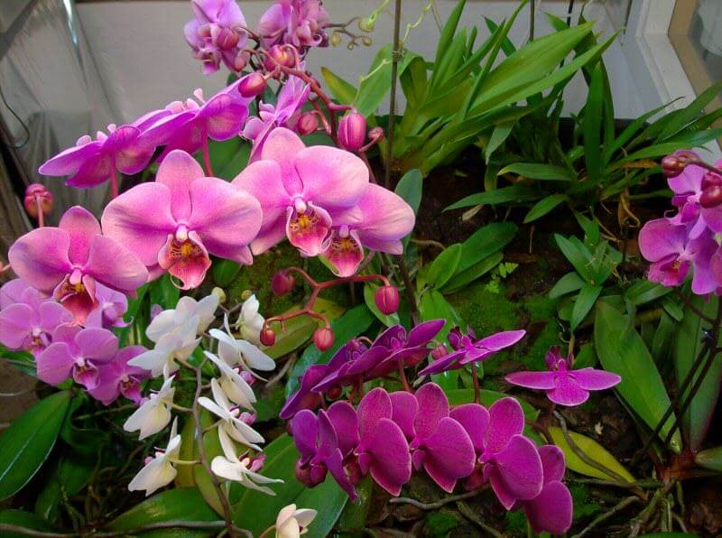 Orquídeas en Alchimia