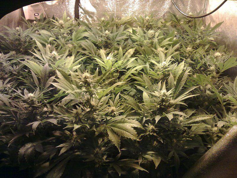 Plantas de marihuana Ak47 en 3ª semana de floración en SOG