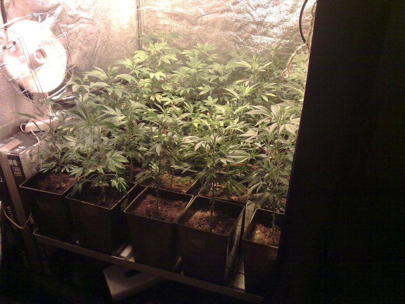 Cultivo de marihuana en SOG (Sea of Green)