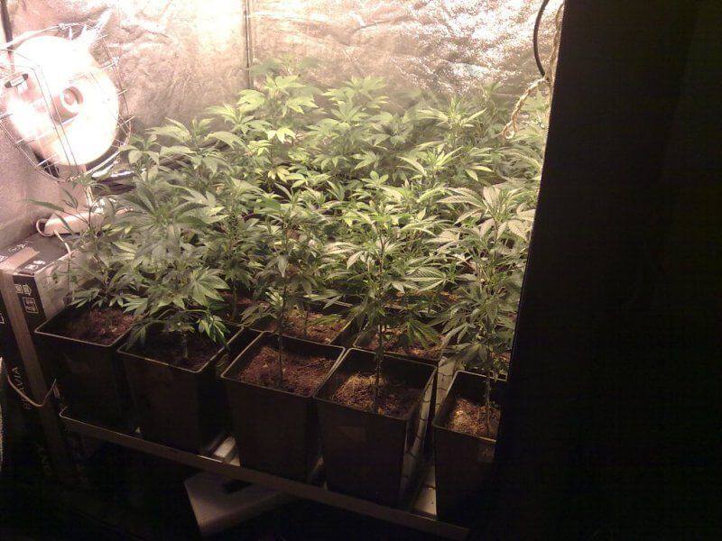 Cultivo de marihuana en SOG