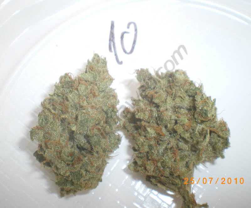echantillon de Vanilla Kush pour la Cannabis BarbaCup 2010