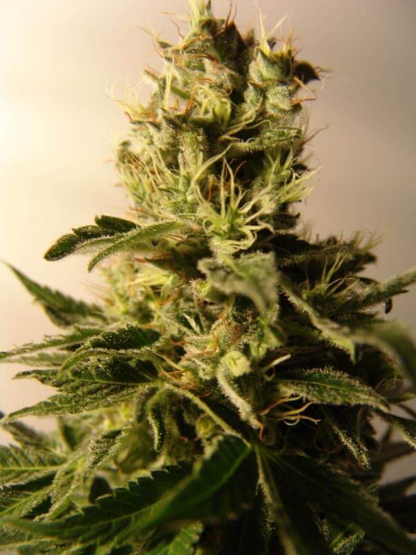 Varietat de marihuana ReCon de DNA Genetics