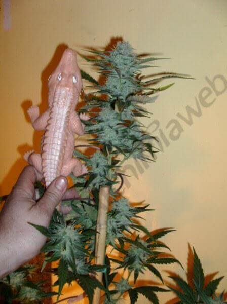 Cannalope Haze à 8 semaines de floraison