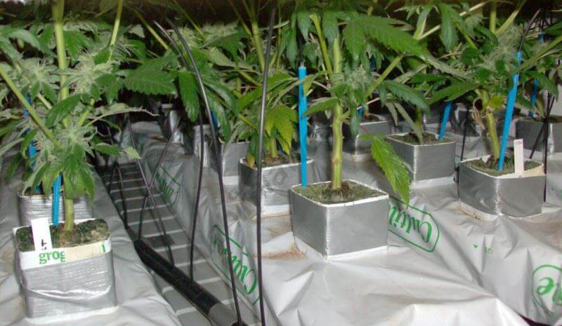 Plantes de cannabis en slabs de Laine De Roche (LDR)