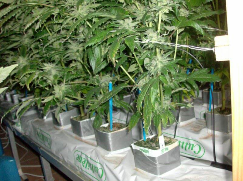 Culture hydroponique de plantes de cannabis