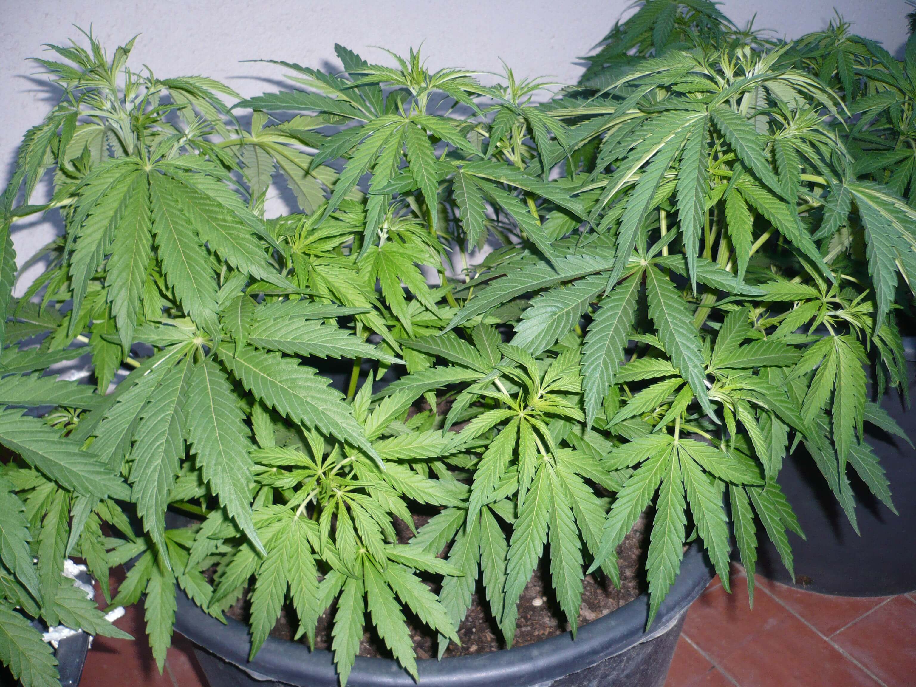 Cultivo De Marihuana En Terrazas Alchimiaweb
