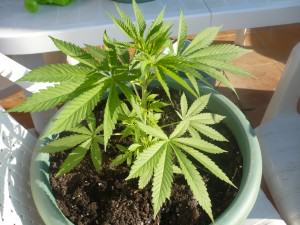 planta-acabada-de-trasplantar-a-11l