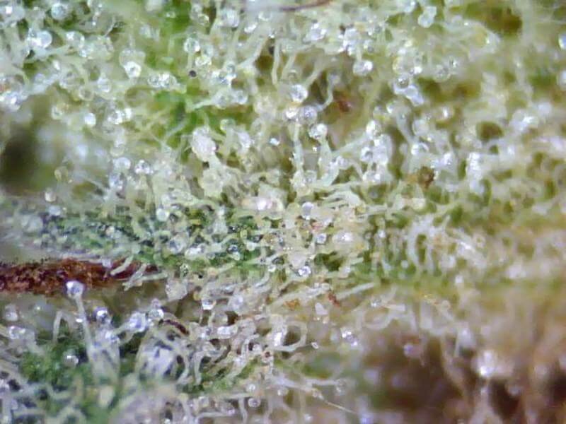 Foto macro del material vegetal