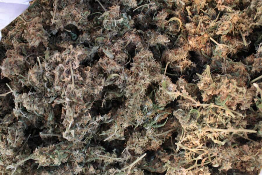 Muestra de k13 Haze