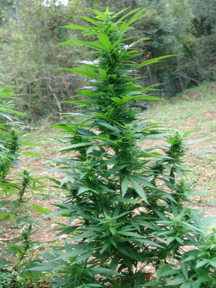 cultivo de marihuana en tierra