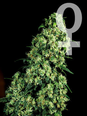 Skunk de Sensi Seeds Bank
