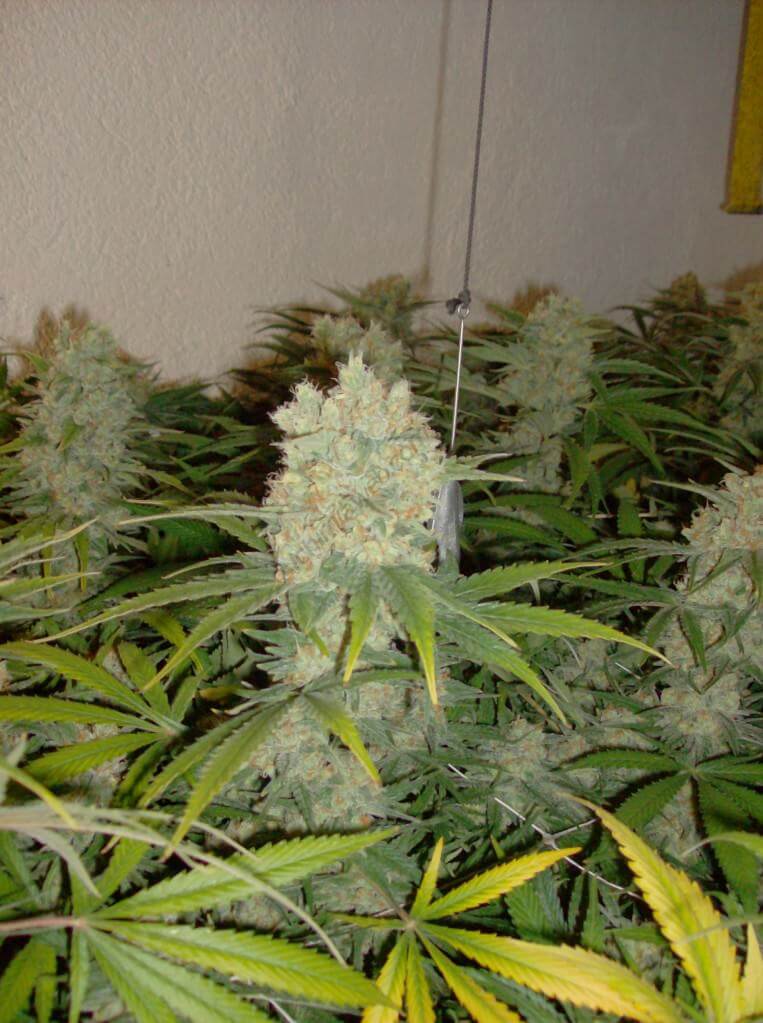 Gokung de Philosopher Seeds