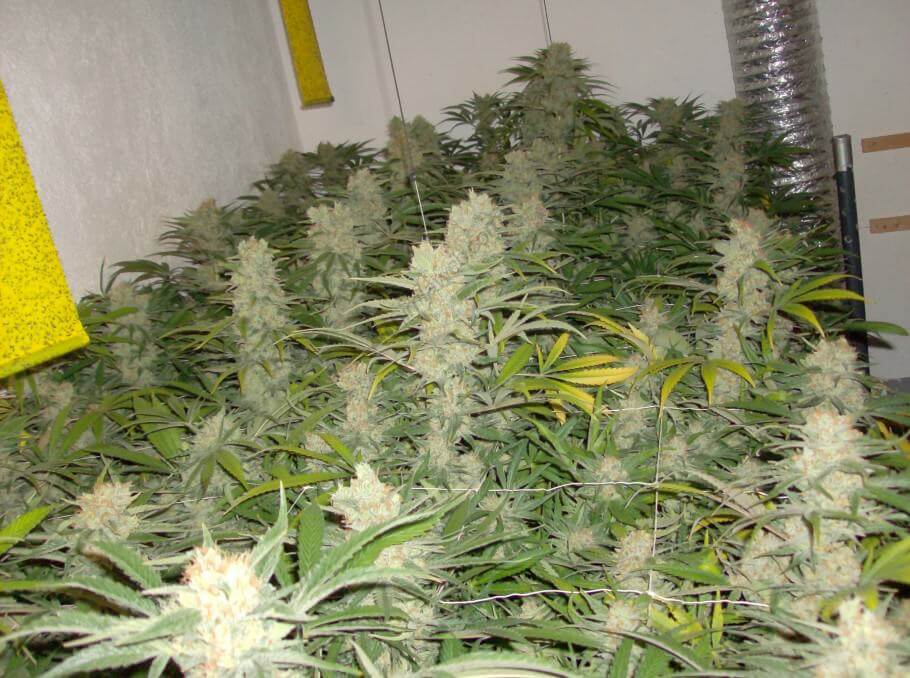 Cultivo de interior de varias Gokung de Philosopher Seeds