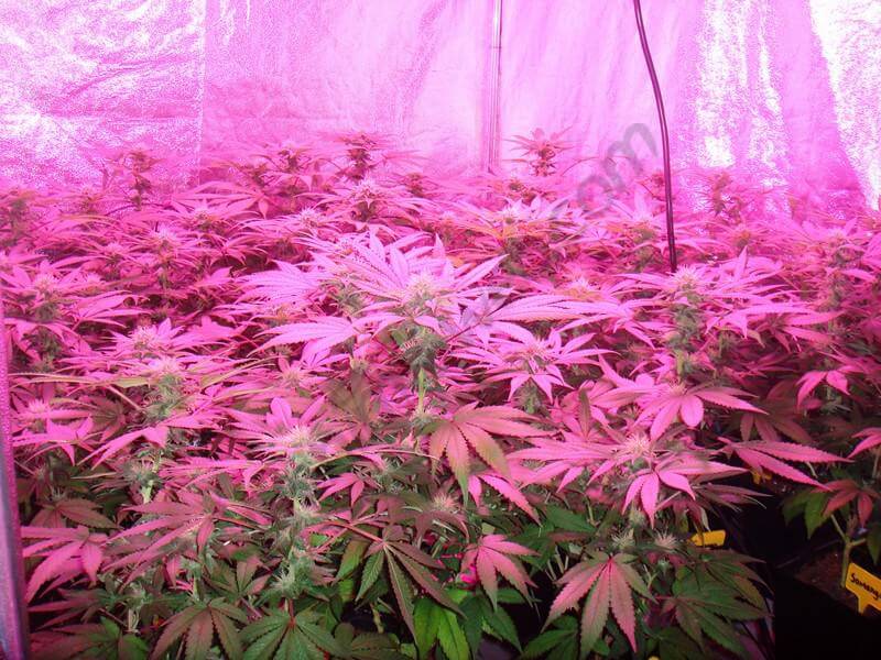 Cultivo de la marihuana con LED