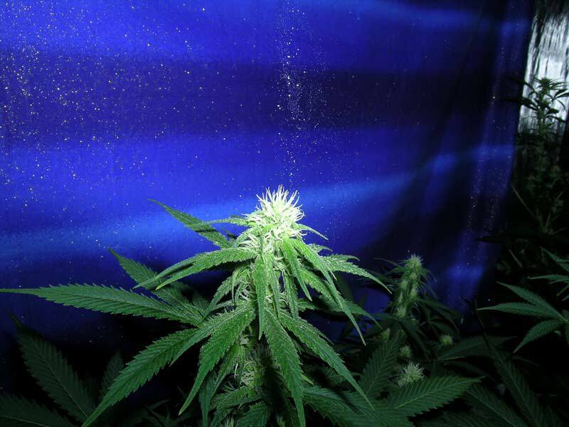 Cómo germinar semillas de marihuana- Alchimia Grow Shop