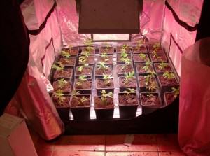 Led para la Floración