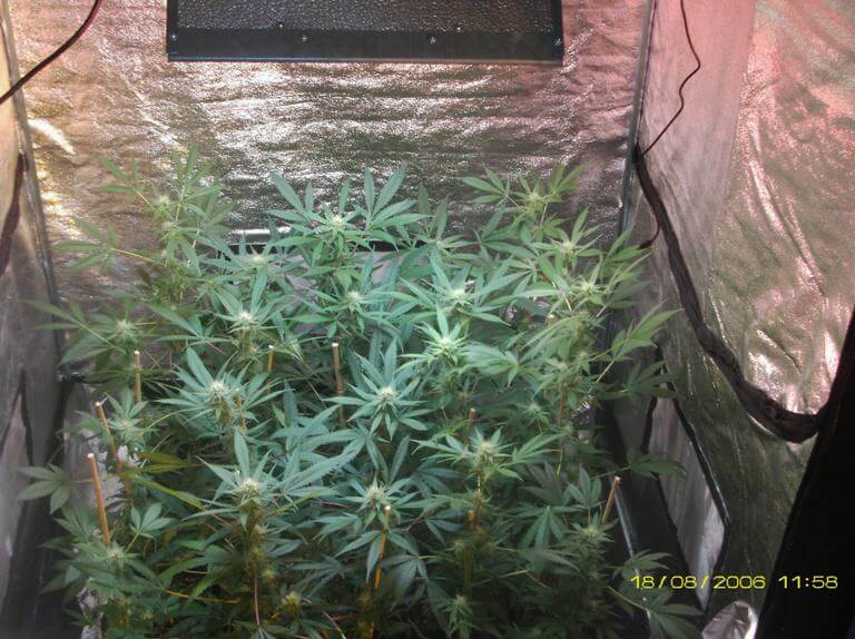 Introducción al cultivo de marihuana con Led
