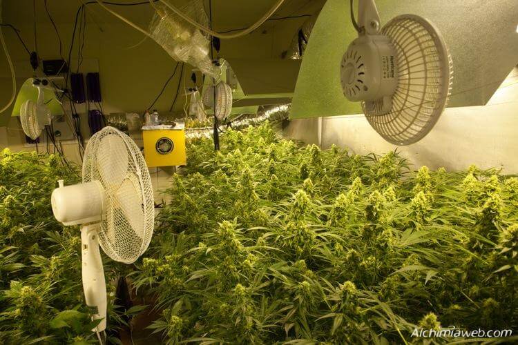La ventilación en el cultivo de la Marihuana